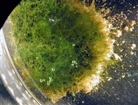 ВОШЕРИЯ (в аквариуме)