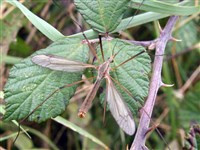 ВРЕДНАЯ ДОЛГОНОЖКА (на листе)