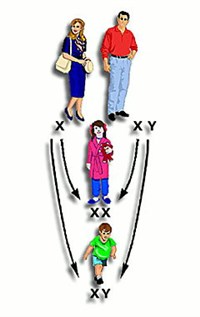 ВСЕ РЕШАЮТ ХРОМОСОМЫ