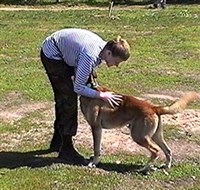 ВЫГУЛИВАНИЕ СОБАКИ (На прогулке 1)