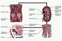 ВЫДЕЛИТЕЛЬНАЯ СИСТЕМА