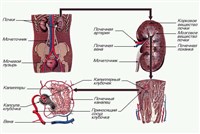 ВЫДЕЛИТЕЛЬНАЯ СИСТЕМА (человека)