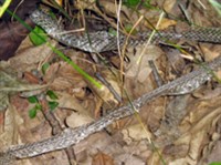 ВЫПОЛЗОК (змеиный)