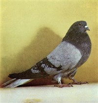 ВЫСОКОЛЕТНЫЕ ГОЛУБИ (Николаевский сизый)