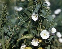 ВЬЮНОК полевой