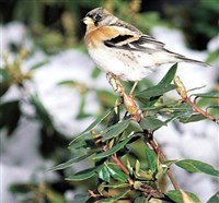 ВЬЮРОК (Fringilla montifringilla)