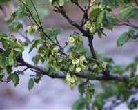 ВЯЗ гладкий (плоды)