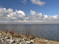 ВЯЙНАМЕРИ (вид)