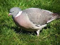 ВЯХИРЬ (Columba palumbus)