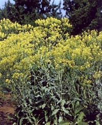 Вайда красильная