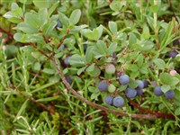 Вакциниум болотный, голубика, гонобобель – Vaccinium uliginosum L. (1)