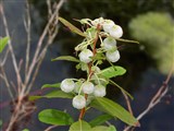 Вакциниум болотный, голубика, гонобобель – Vaccinium uliginosum L. (2)