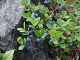 Вакциниум болотный, голубика, гонобобель – Vaccinium uliginosum L. (3)