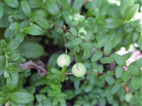 Вакциниум крупноплодный, клюква крупноплодная – Vaccinium macrocarpon Ait. (1)