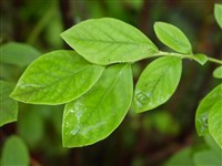 Вакциниум миртовый, черника обыкновенная – Vaccinium myrtillus L.