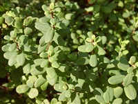 Вакциниум овальнолистный, черника овальнолистная – Vaccinium ovalifolium Sm.