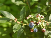 Вакциниум узколистный, Ламарка – Vaccinium angustifolium Ait.