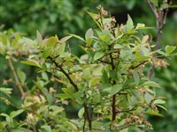 Вакциниум черноплодный, черника черноплодная – Vaccinium atrococcum (Gray) Heller.