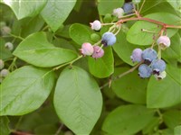 Вакциниум щитковый, черника щитковая, голубика высокая – Vaccinium corymbosum L. (1)