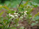 Вакциниум щитковый, черника щитковая, голубика высокая – Vaccinium corymbosum L. (2)