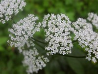 Валериана Фу – Valeriana phu L.