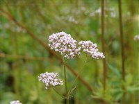 Валериана лекарственная, обыкновенная, кошачья – Valeriana officinalis L. (1)