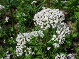 Валериана лекарственная, обыкновенная, кошачья – Valeriana officinalis L. (2)