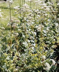 Валериана лекарственная