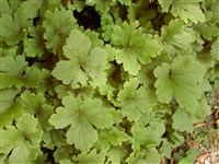 Вальдштейния гравилатовидная – Waldsteinia geoides Willd.