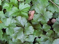 Вальдштейния земляниковидная – Waldsteinia fragarioides (Michx.) Tratt.