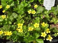 Вальдштейния тройчатая, трехлистная, сибирская – Waldsteinia ternata (Steph.) Fritsch.