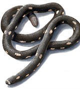 Вальковатые змеи 1