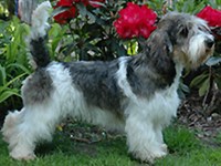 Вандейский бассет-гриффон (малый)