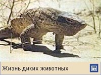 Вараны (серый варан)