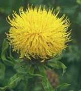 Василек (крупнолистный)