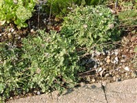 Василек красивейший, этиопаппус красивейший – Centaurea pulcherrima Willd. (1)