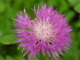 Василек красивейший, этиопаппус красивейший – Centaurea pulcherrima Willd. (2)