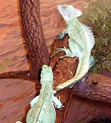 Василиски (Шлемоносные василиски)