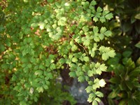 Василистник Делавея, двукрылоплодный – Thalictrum delavayi Franch. (1)