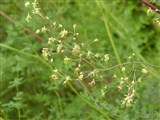 Василистник Делавея, двукрылоплодный – Thalictrum delavayi Franch. (2)