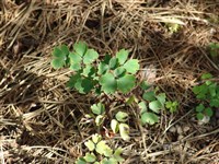 Василистник альпийский – Thalictrum alpinum L.