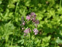 Василистник водосборолистный – Thalictrum aquilegifolium L.