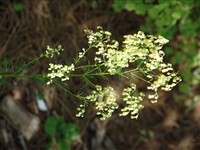 Василистник простой – Thalictrum simplex L.