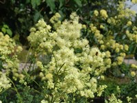 Василистник светлый, узколистный – Thalictrum lucidum L.