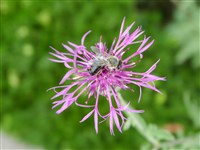 Василёк Маршалла – Centaurea marshalliana Spreng.