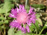 Василёк Фишера – Centaurea fischeri Willd.