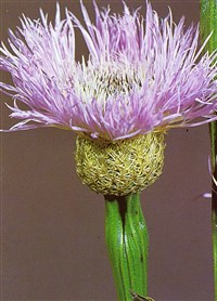 Василёк американский – Centaurea americana Nutt.