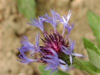 Василёк горный – Centaurea montana L.