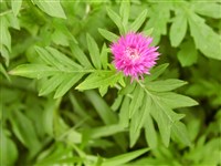 Василёк красивый – Centaurea bella Trautv.