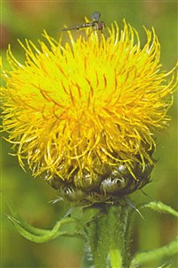 Василёк крупноголовчатый, гросгеймия крупноголовчатая – Centaurea macrocephala Pushk.ex Willd. (1)